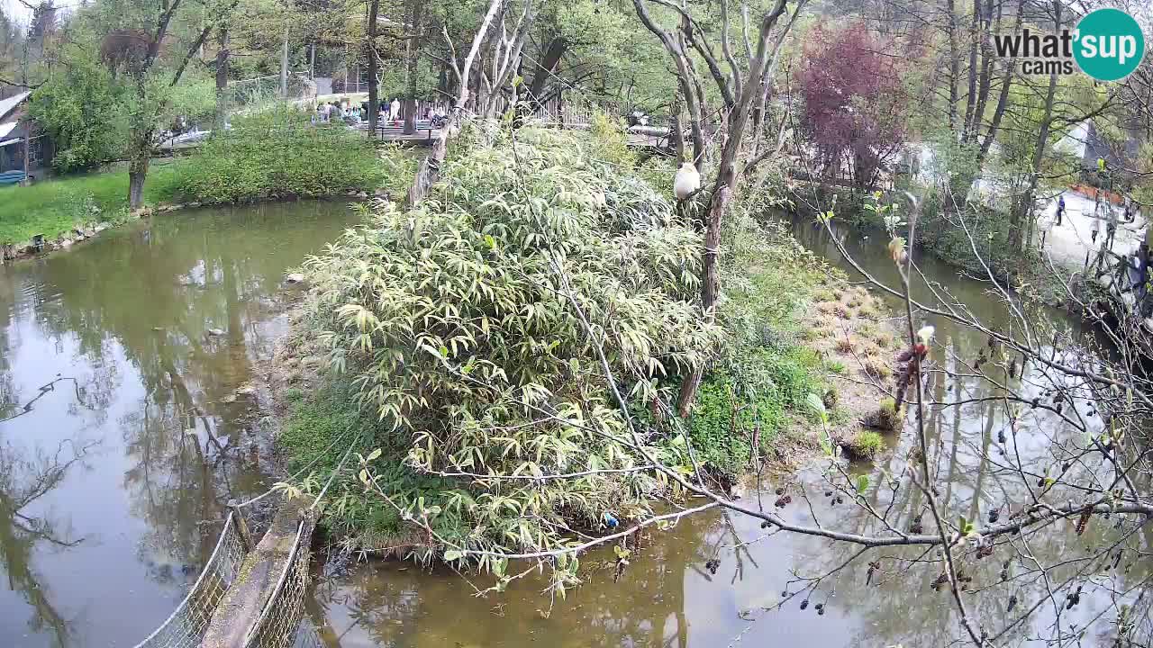 Gibón de mejillas beige Zoo Ljubljana