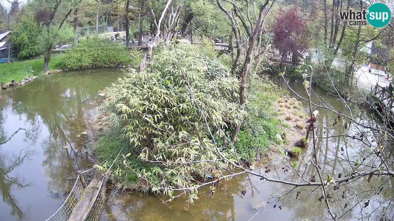 Gibón de mejillas beige Zoo Ljubljana