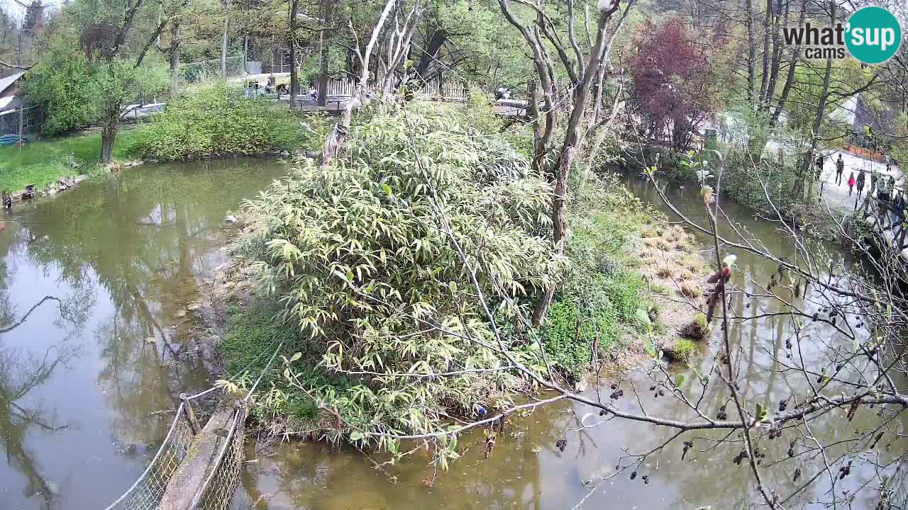 Südlicher Gelbwangen-Schopfgibbon Zoo Ljubljana webcam