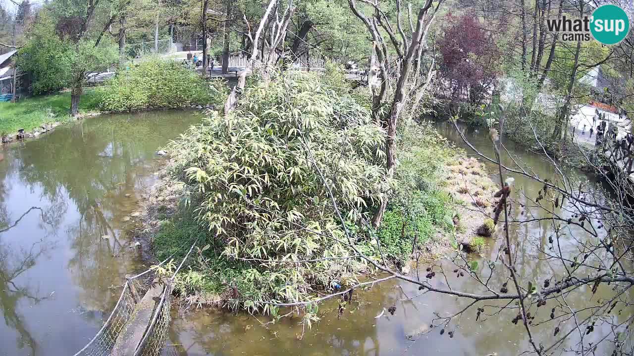 Gibon – Nomascus gabriellae – Zoo Ljubljana web kamera