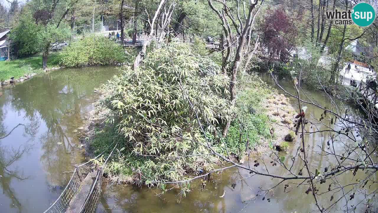 Südlicher Gelbwangen-Schopfgibbon Zoo Ljubljana webcam