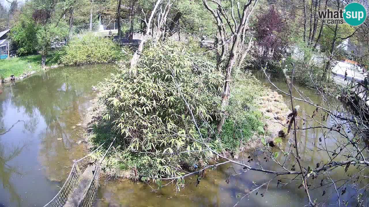 Gibón de mejillas beige Zoo Ljubljana