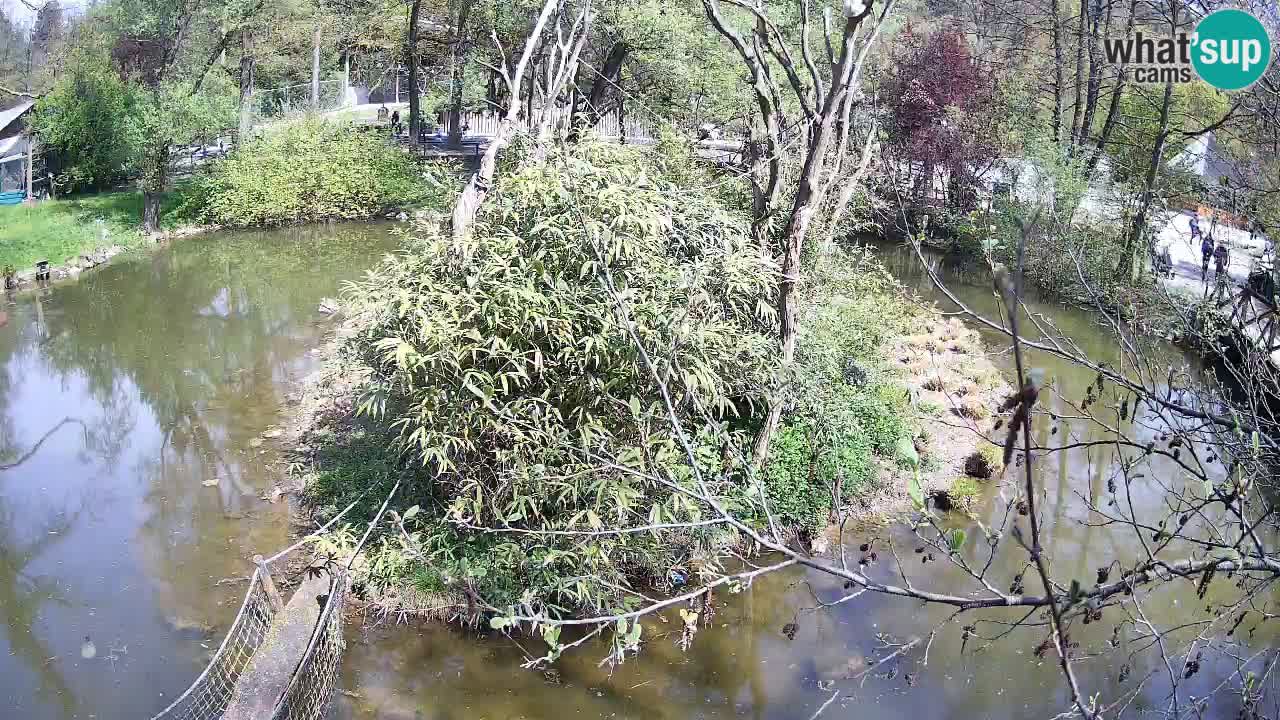Gibbone dalle guance rosa nello ZOO di Ljubljana