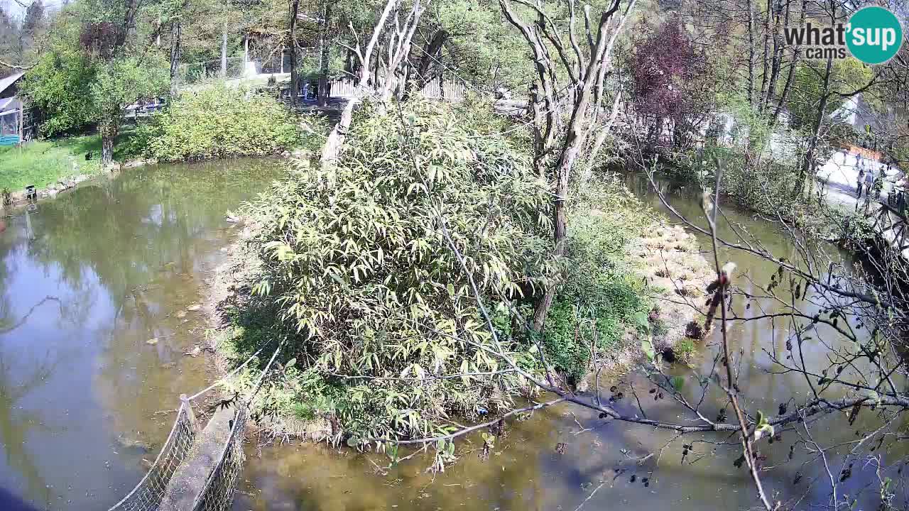 Gibón de mejillas beige Zoo Ljubljana