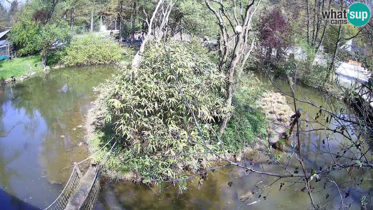 Südlicher Gelbwangen-Schopfgibbon Zoo Ljubljana webcam