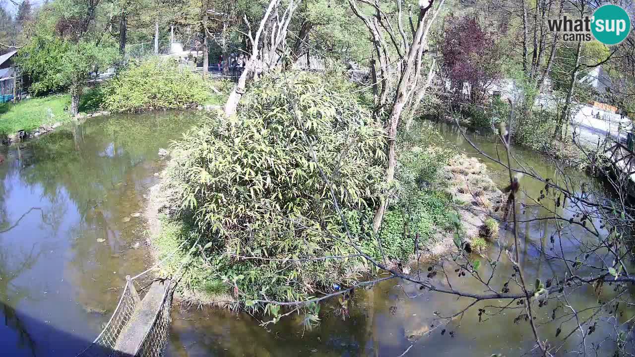 Südlicher Gelbwangen-Schopfgibbon Zoo Ljubljana webcam