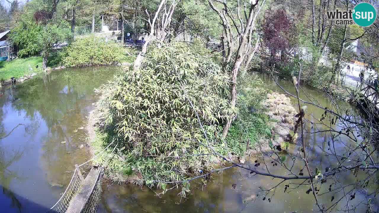 Südlicher Gelbwangen-Schopfgibbon Zoo Ljubljana webcam