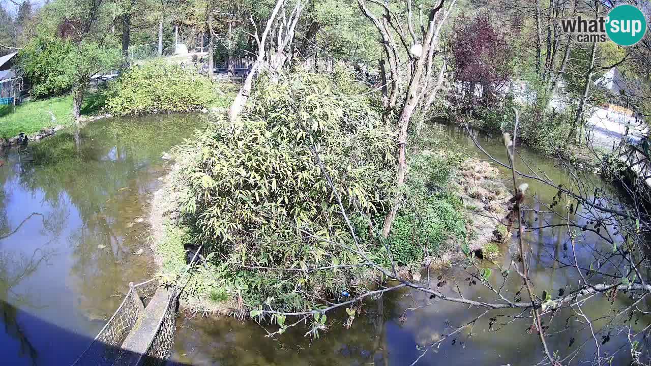 Yellow-cheeked gibbon Zoo Ljubljana livecam