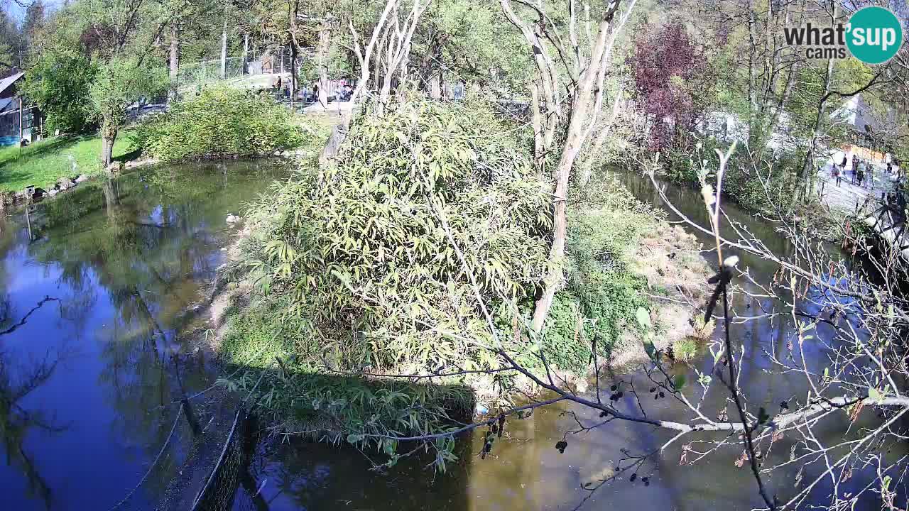 Gibon – Nomascus gabriellae – Zoo Ljubljana web kamera