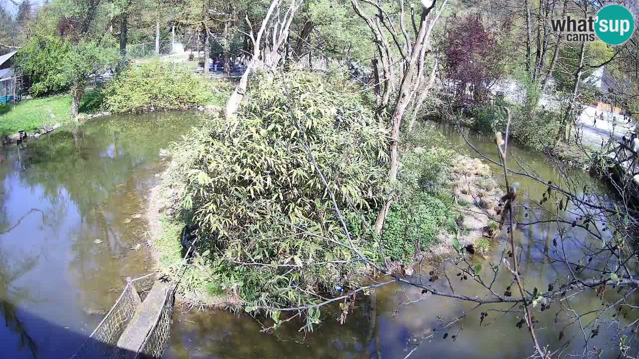 Südlicher Gelbwangen-Schopfgibbon Zoo Ljubljana webcam