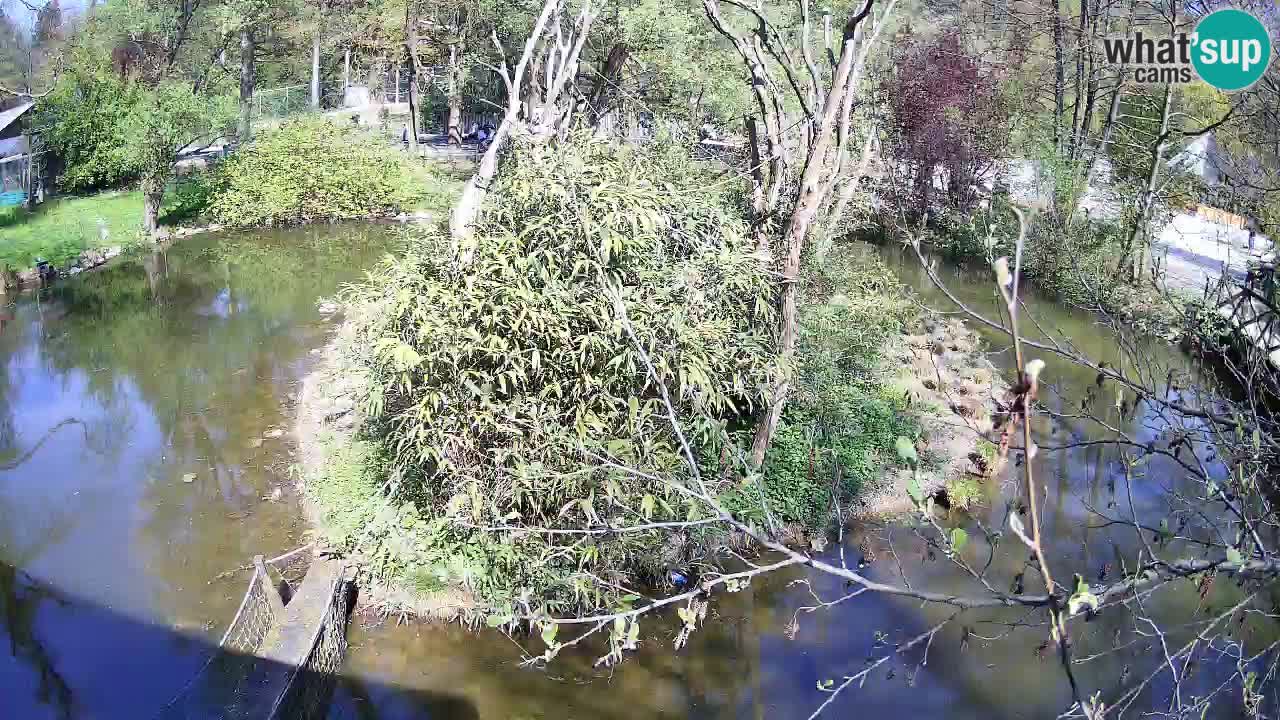 Gibbone dalle guance rosa nello ZOO di Ljubljana