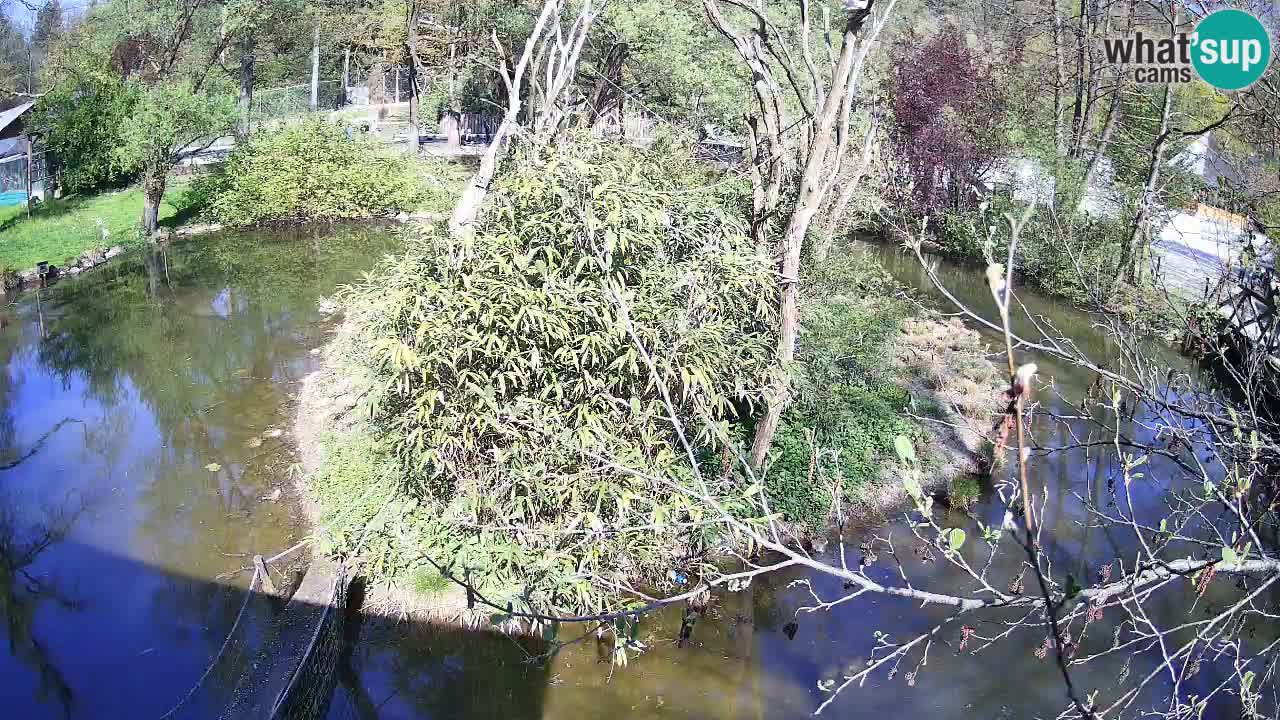 Gibón de mejillas beige Zoo Ljubljana