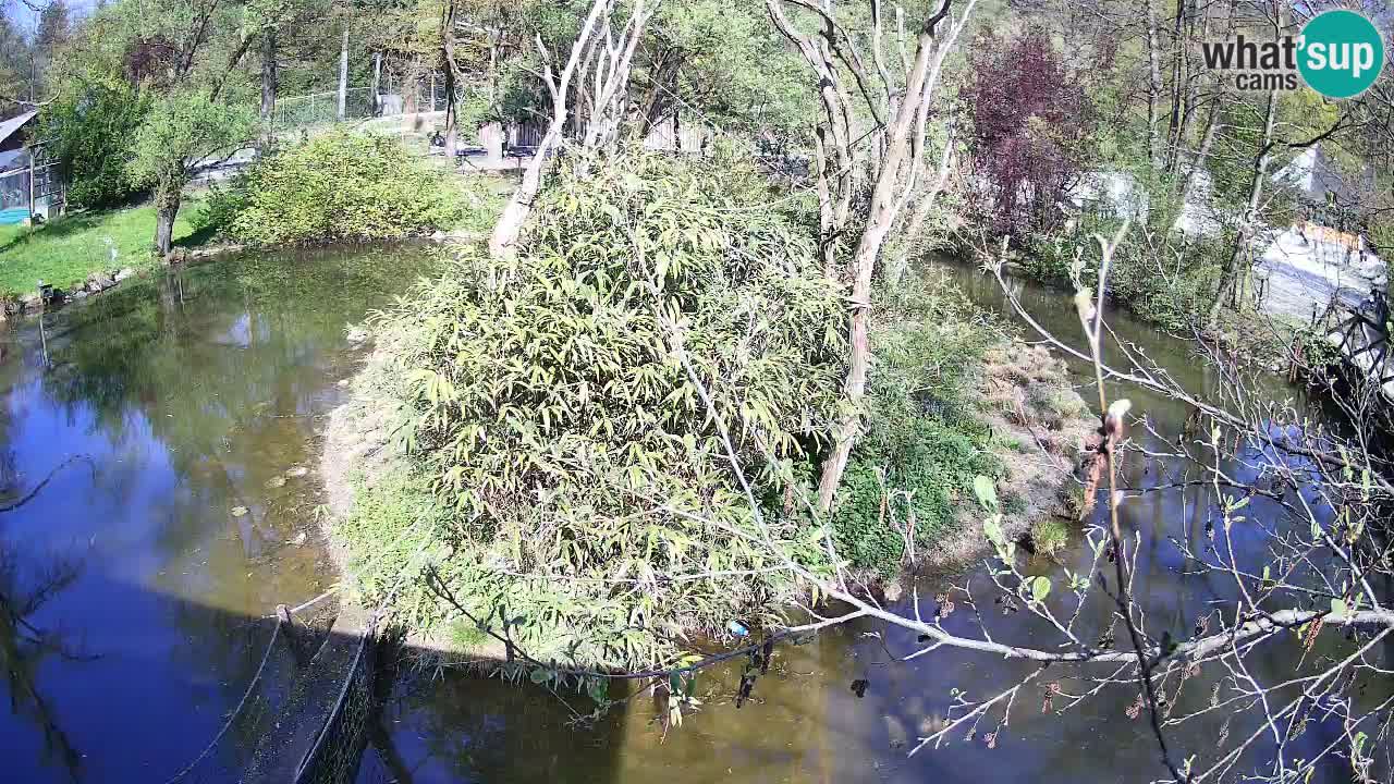 Südlicher Gelbwangen-Schopfgibbon Zoo Ljubljana webcam