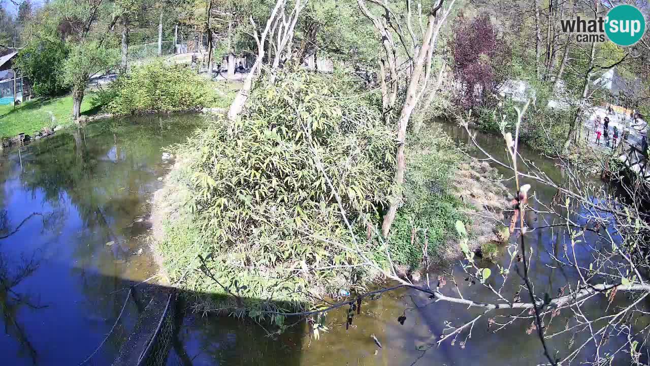 Gibón de mejillas beige Zoo Ljubljana