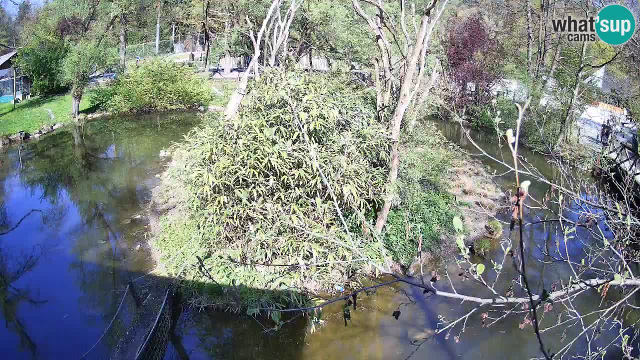 Südlicher Gelbwangen-Schopfgibbon Zoo Ljubljana webcam