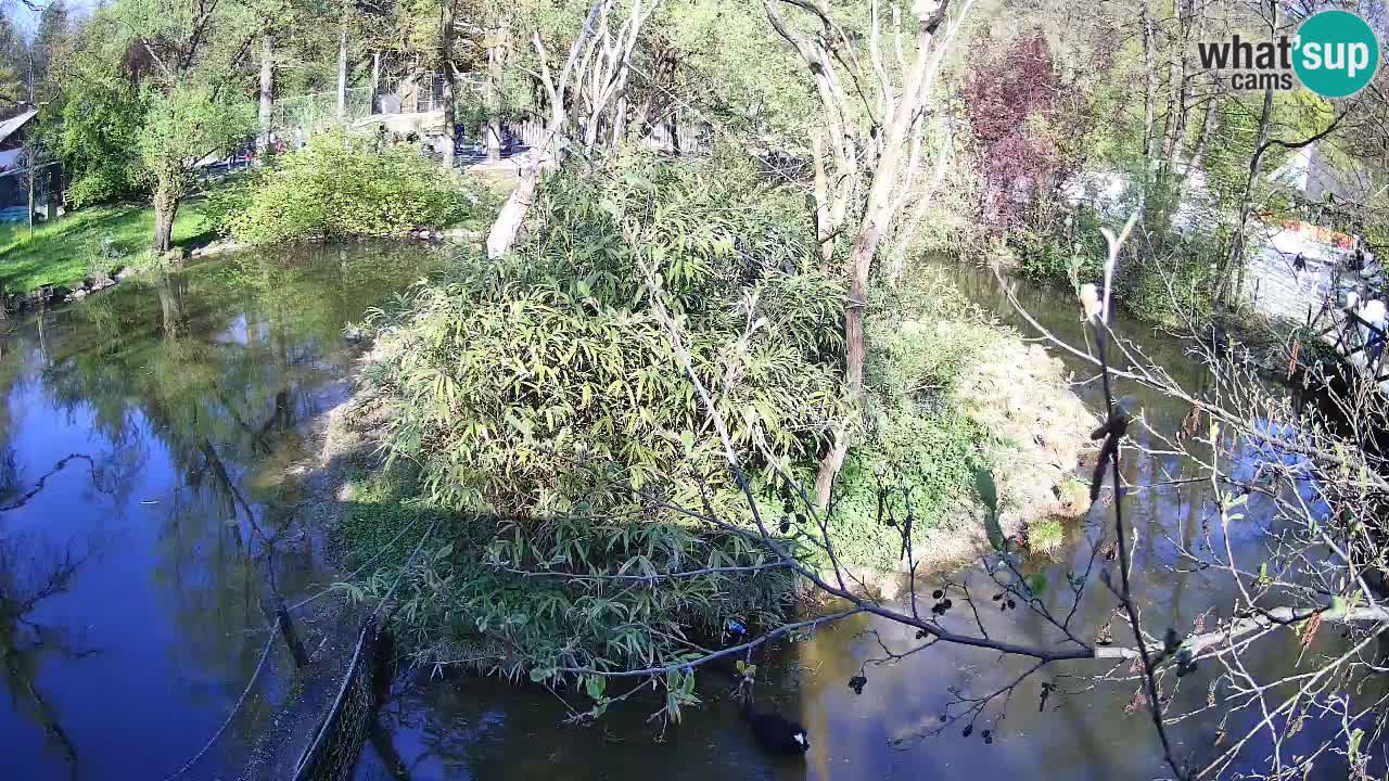 Yellow-cheeked gibbon Zoo Ljubljana livecam