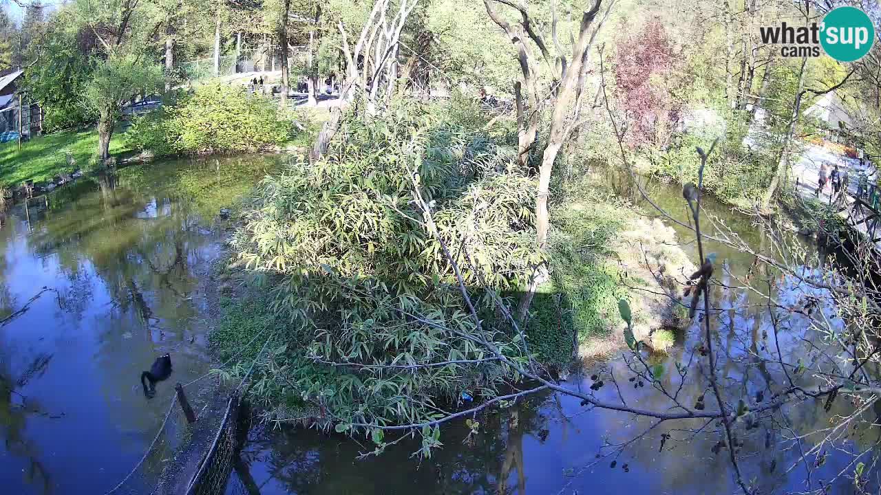 Gibón de mejillas beige Zoo Ljubljana