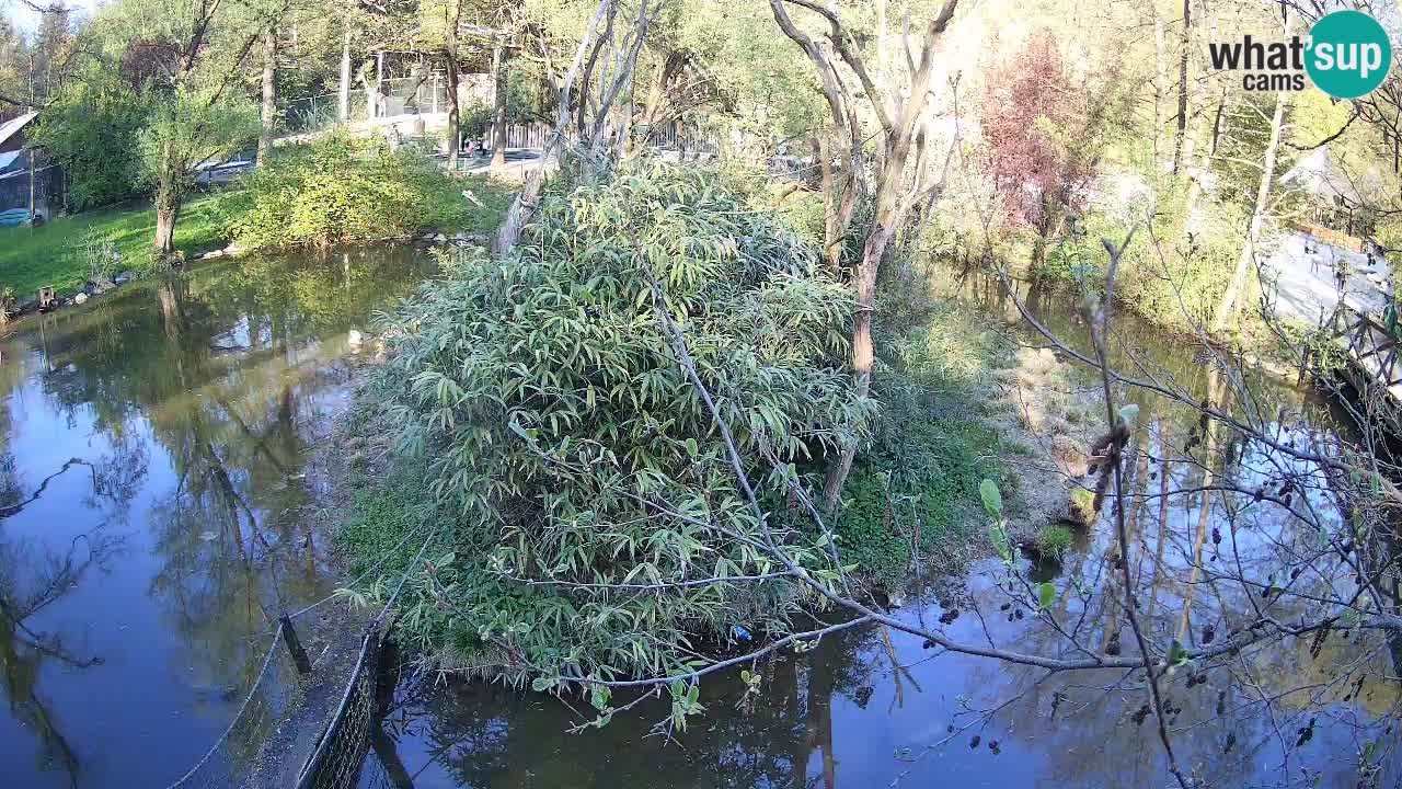 Südlicher Gelbwangen-Schopfgibbon Zoo Ljubljana webcam