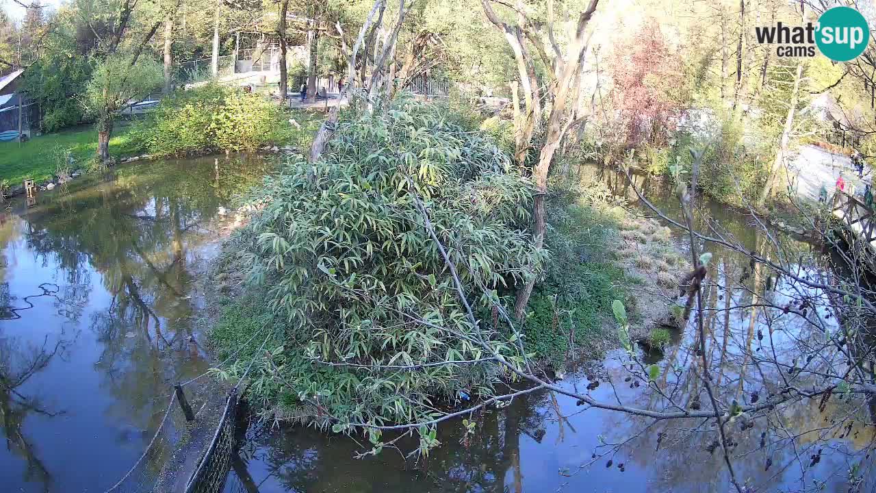 Gibon – Nomascus gabriellae – Zoo Ljubljana web kamera