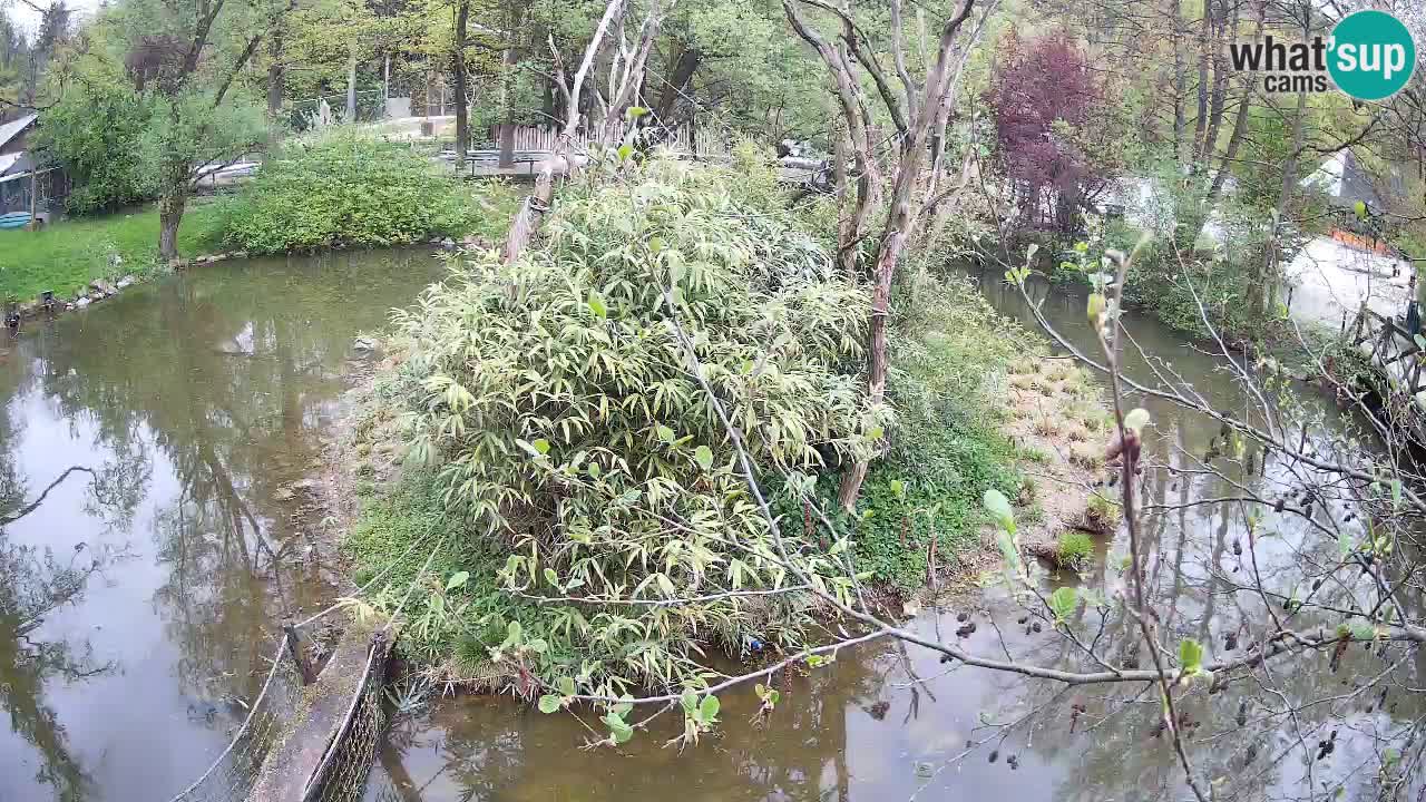 Gibon – Nomascus gabriellae – Zoo Ljubljana web kamera