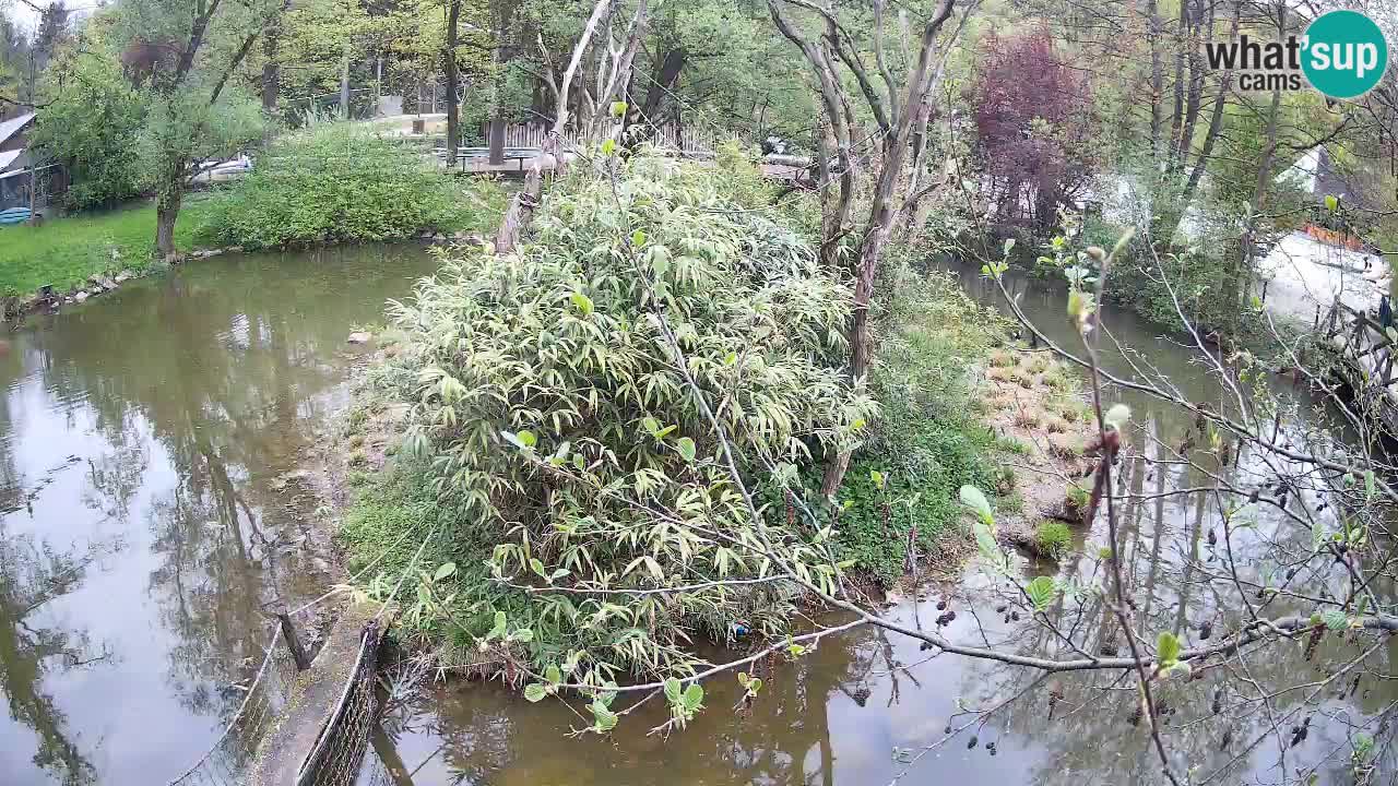 Gibon – Nomascus gabriellae – Zoo Ljubljana web kamera