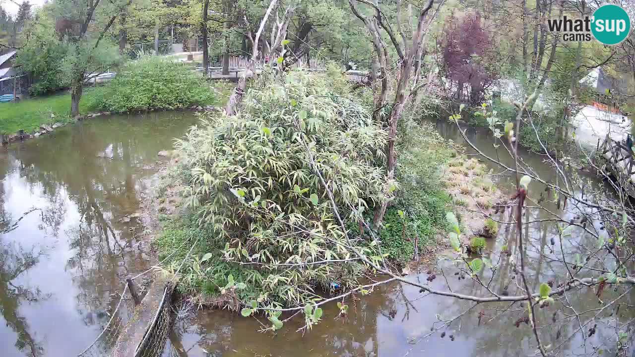 Gibon – Nomascus gabriellae – Zoo Ljubljana web kamera