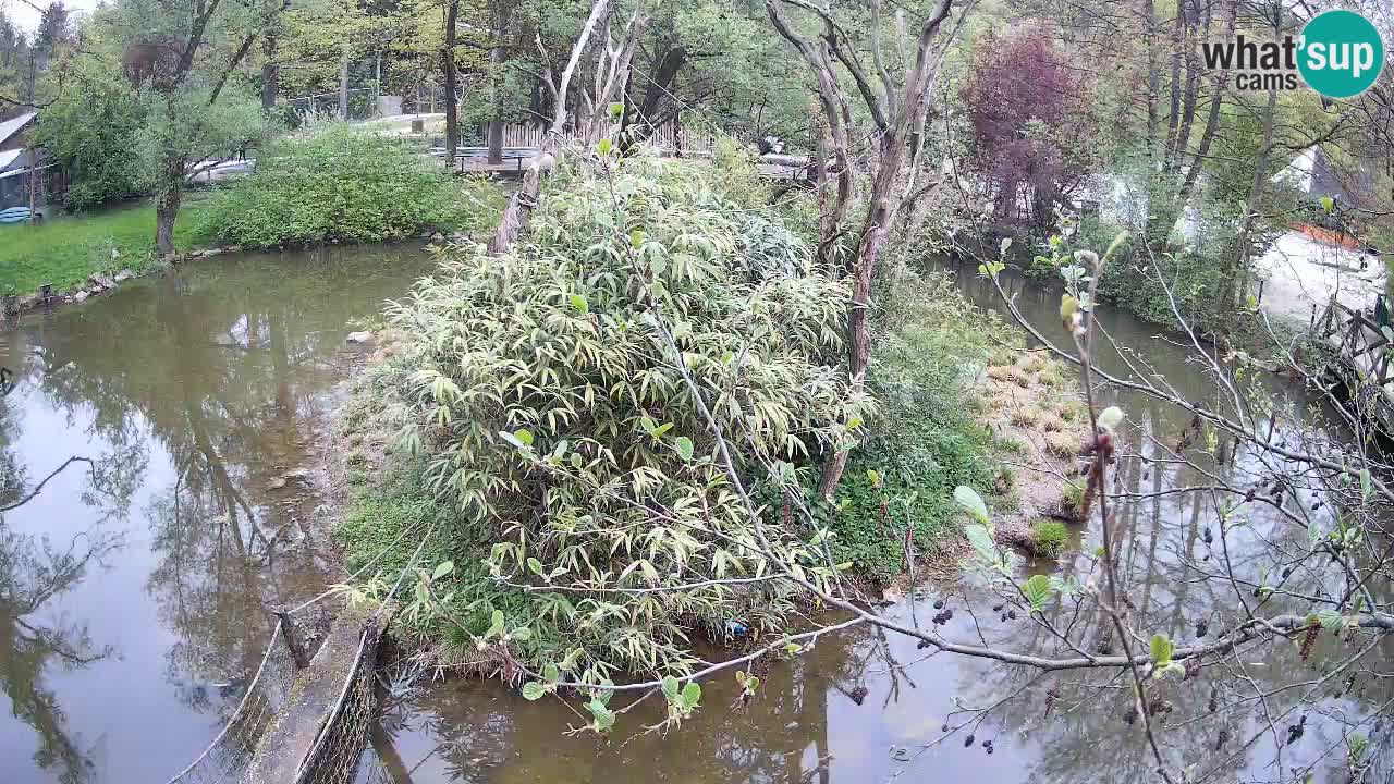 Gibon – Nomascus gabriellae – Zoo Ljubljana web kamera