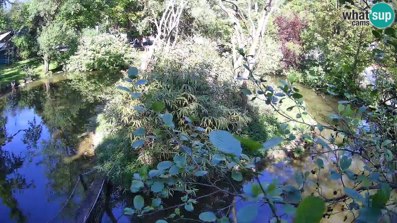 Yellow-cheeked gibbon Zoo Ljubljana livecam