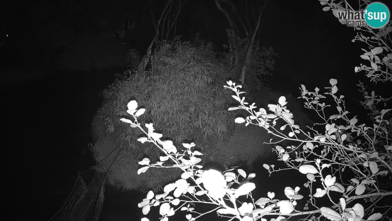 Gibon – Nomascus gabriellae – Zoo Ljubljana web kamera