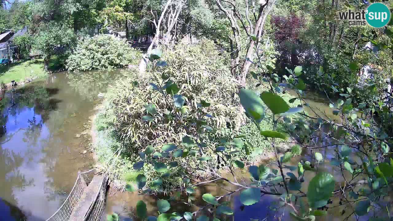 Gibbon à joues jaunes Zoo Ljubljana live cam