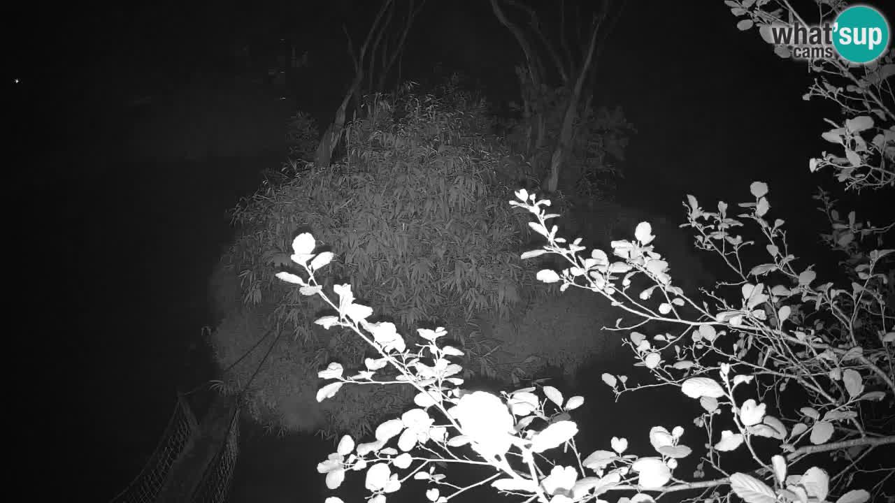 Südlicher Gelbwangen-Schopfgibbon Zoo Ljubljana webcam