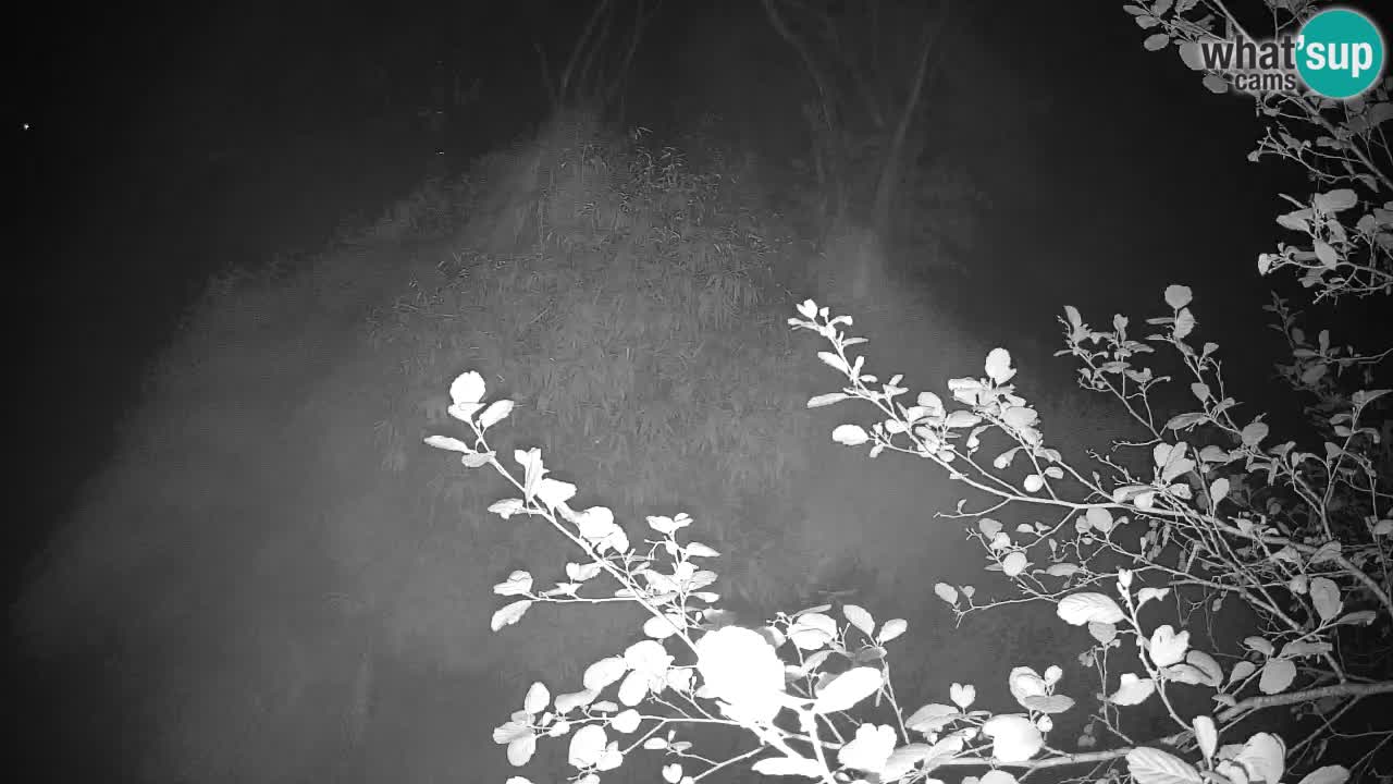 Südlicher Gelbwangen-Schopfgibbon Zoo Ljubljana webcam