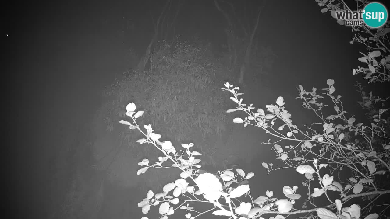 Gibbon à joues jaunes Zoo Ljubljana live cam