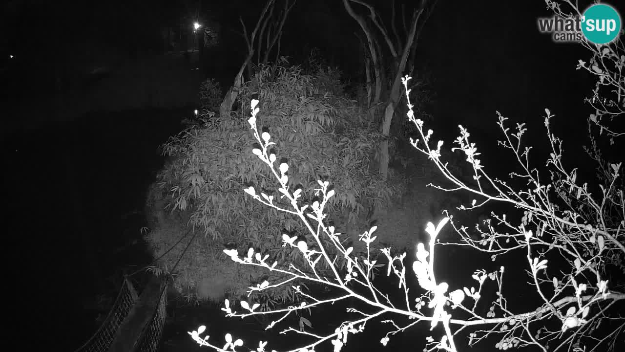 Gibón de mejillas beige Zoo Ljubljana