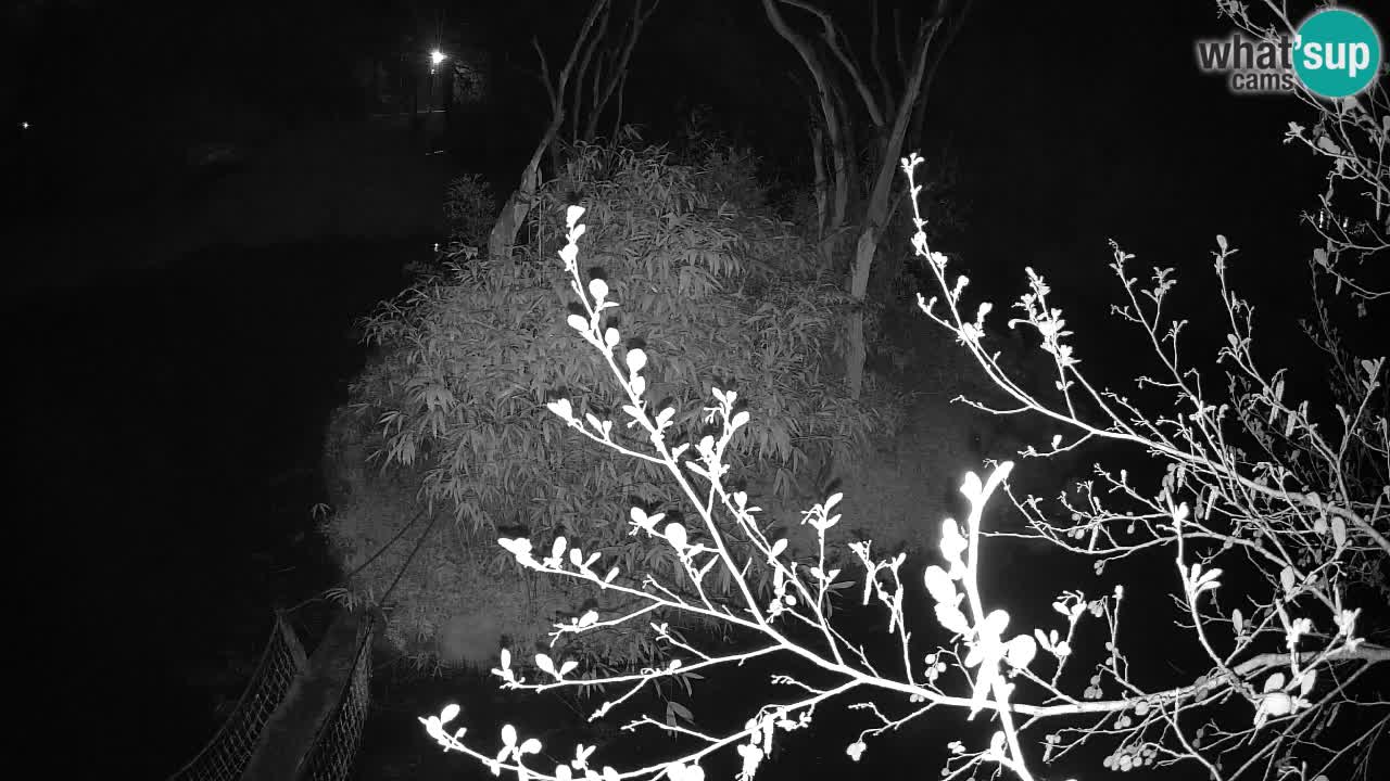 Gibón de mejillas beige Zoo Ljubljana