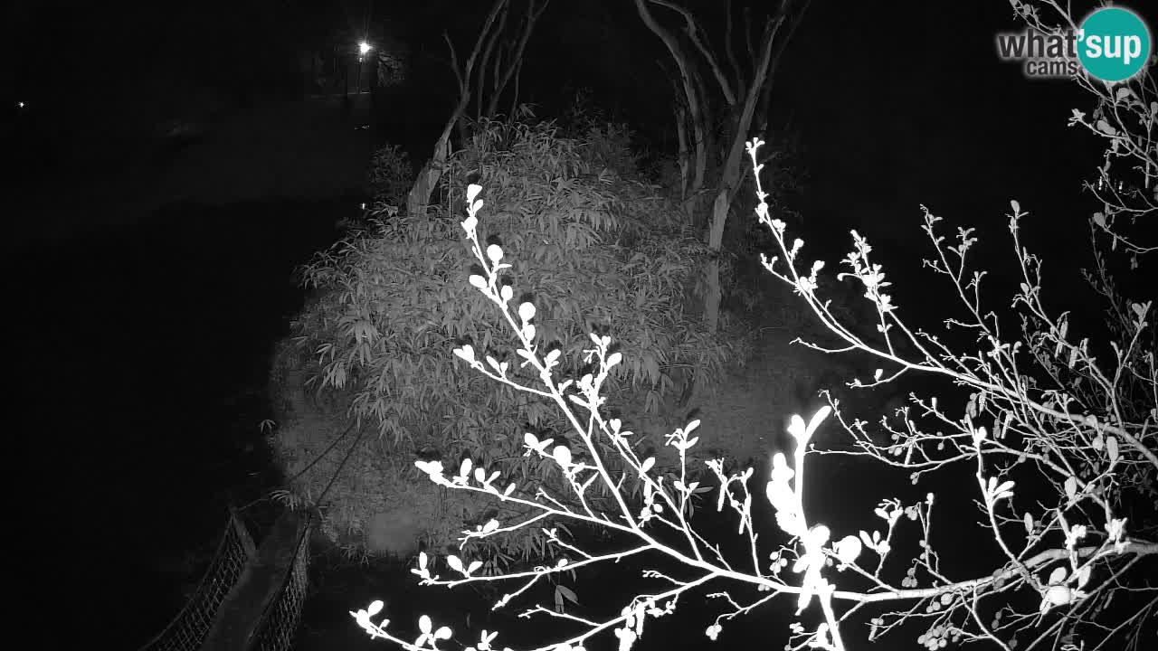 Gibón de mejillas beige Zoo Ljubljana