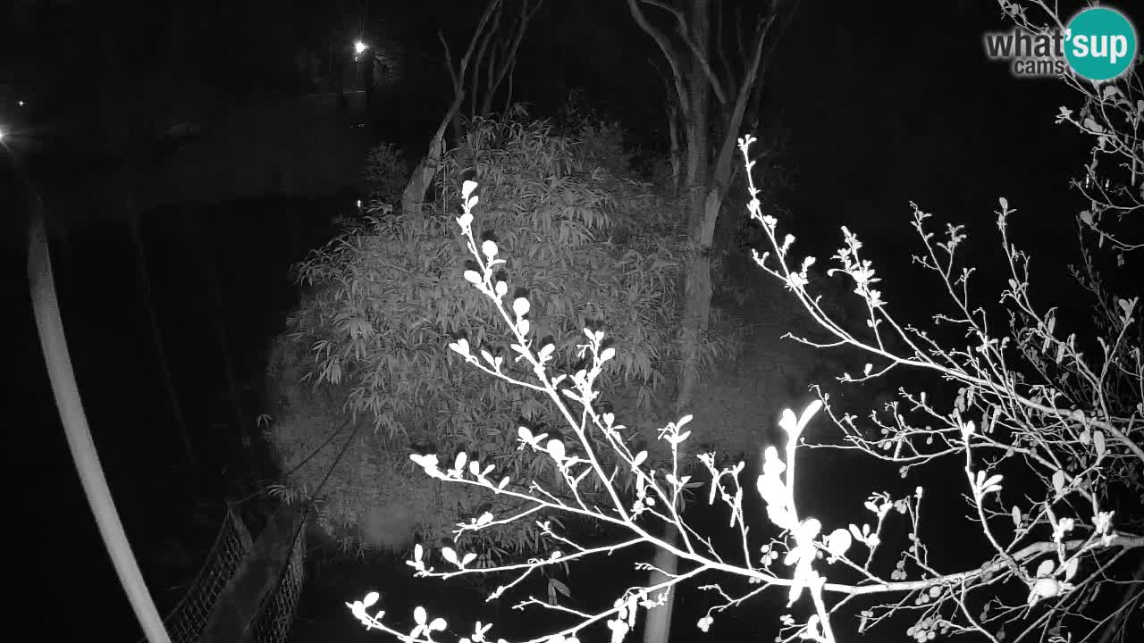 Gibbone dalle guance rosa nello ZOO di Ljubljana