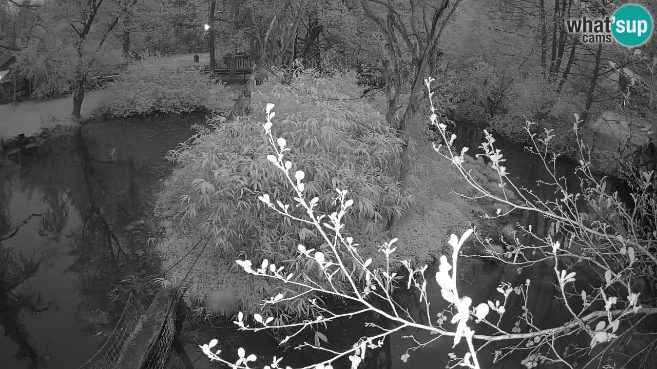 Gibón de mejillas beige Zoo Ljubljana