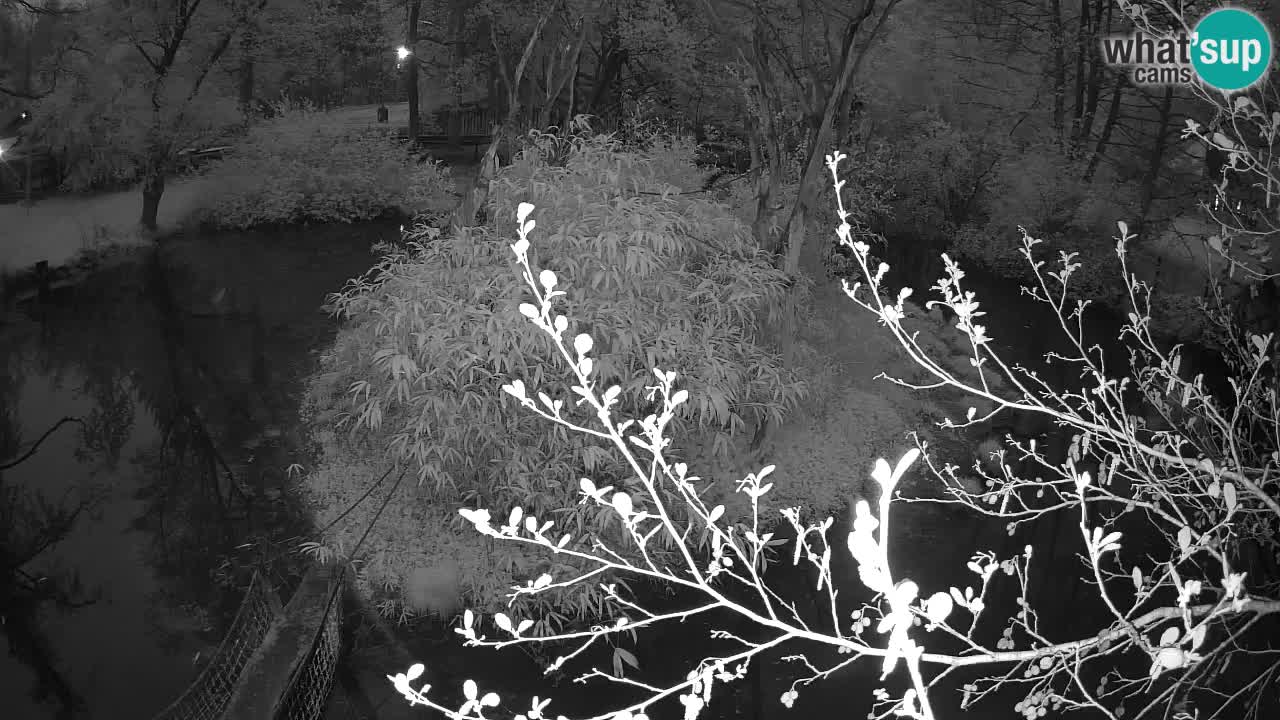 Yellow-cheeked gibbon Zoo Ljubljana livecam