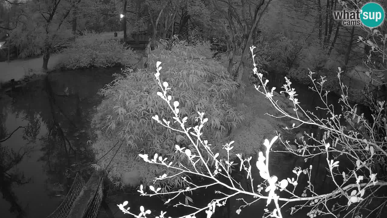 Gibón de mejillas beige Zoo Ljubljana