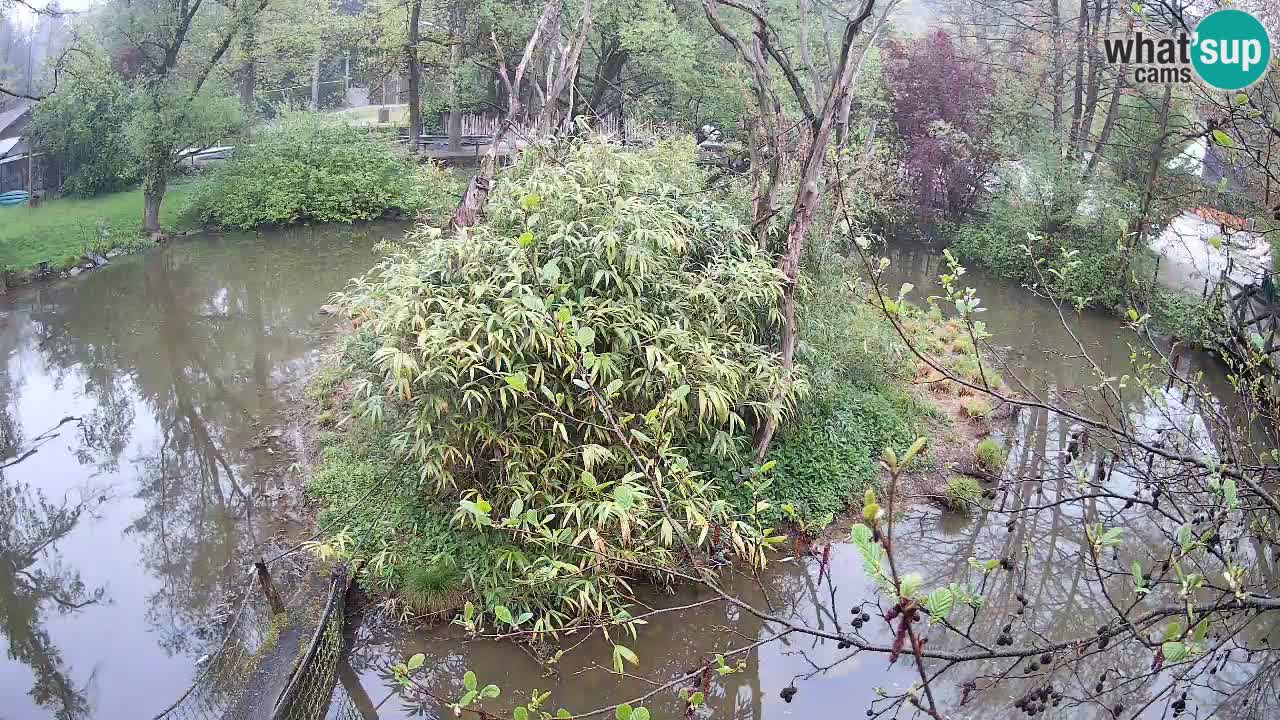 Südlicher Gelbwangen-Schopfgibbon Zoo Ljubljana webcam