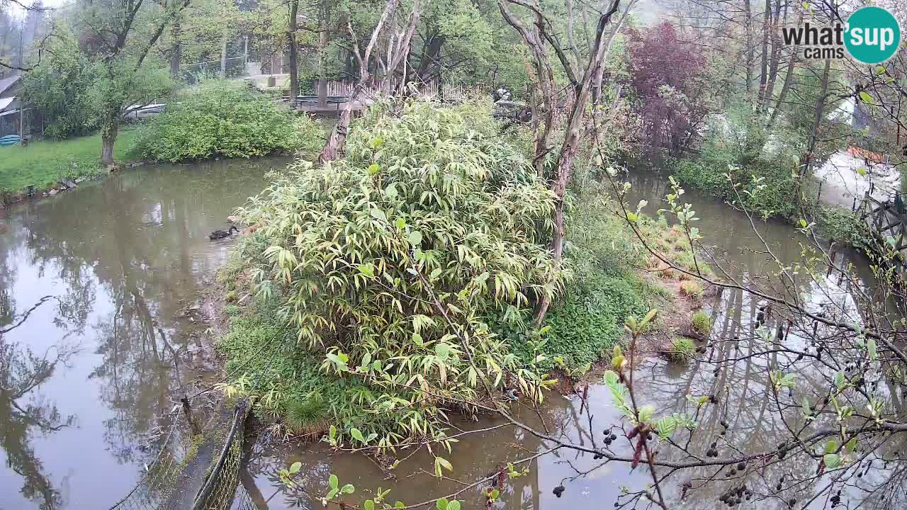 Zlatolični gibon živalski vrt Ljubljana