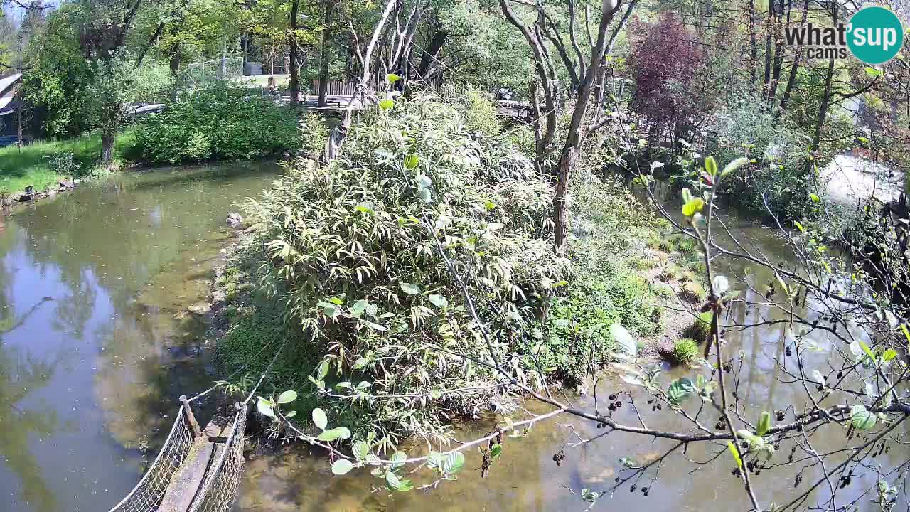 Zlatolični gibon živalski vrt Ljubljana