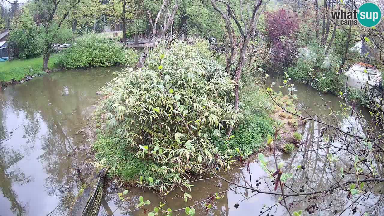 Gibbon à joues jaunes Zoo Ljubljana live cam