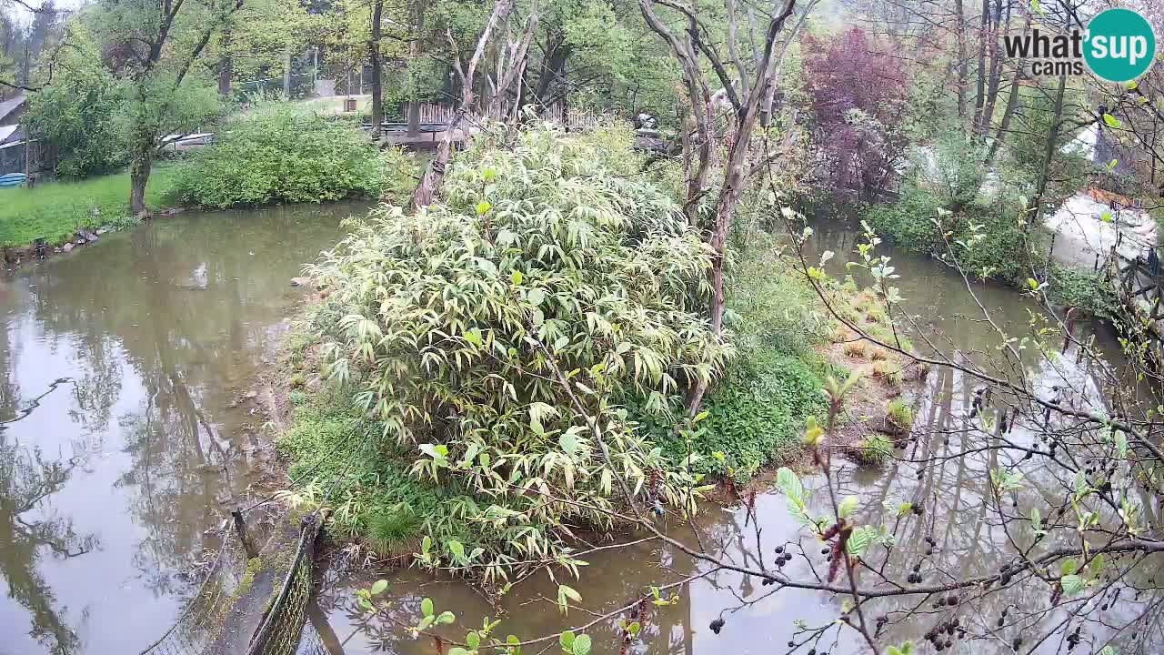 Yellow-cheeked gibbon Zoo Ljubljana livecam