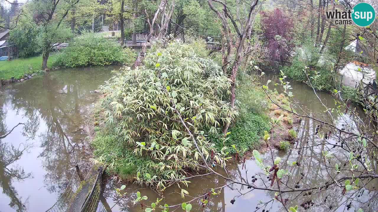 Südlicher Gelbwangen-Schopfgibbon Zoo Ljubljana webcam