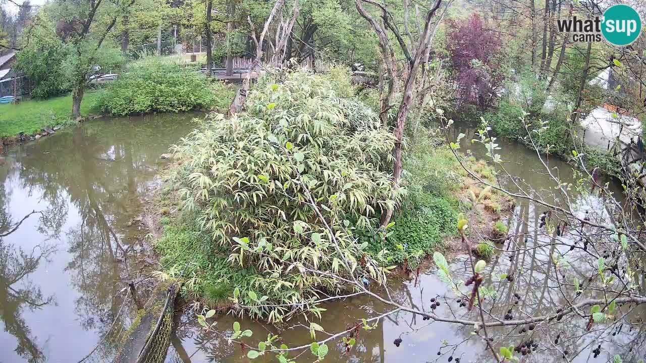 Südlicher Gelbwangen-Schopfgibbon Zoo Ljubljana webcam