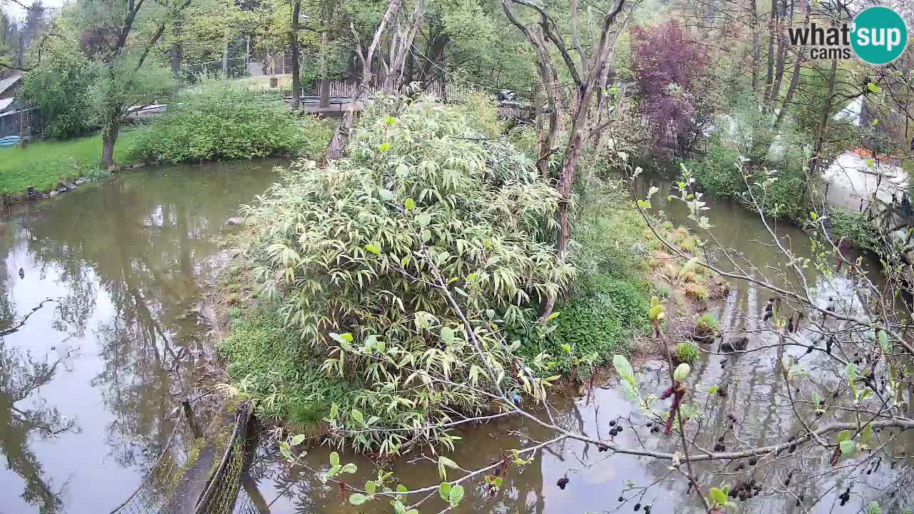 Gibbon à joues jaunes Zoo Ljubljana live cam