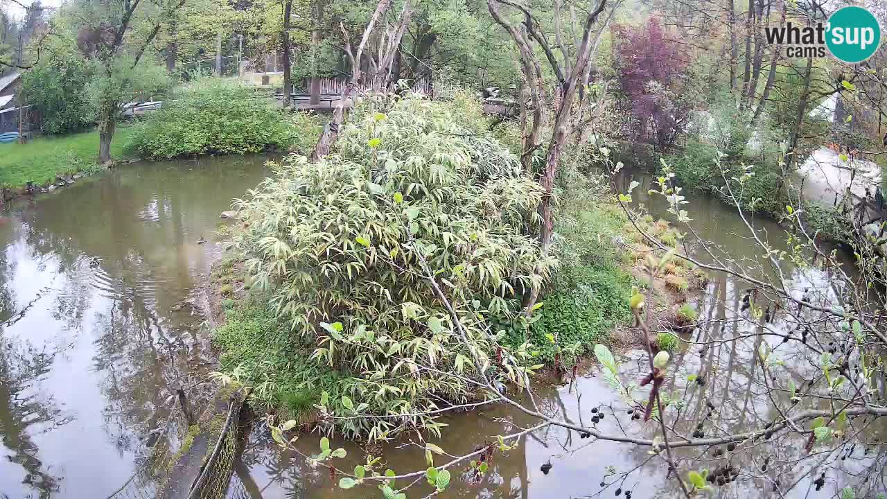 Gibbon à joues jaunes Zoo Ljubljana live cam