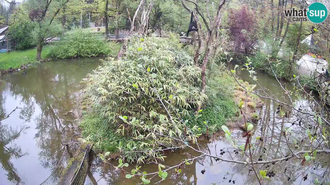 Gibbon à joues jaunes Zoo Ljubljana live cam